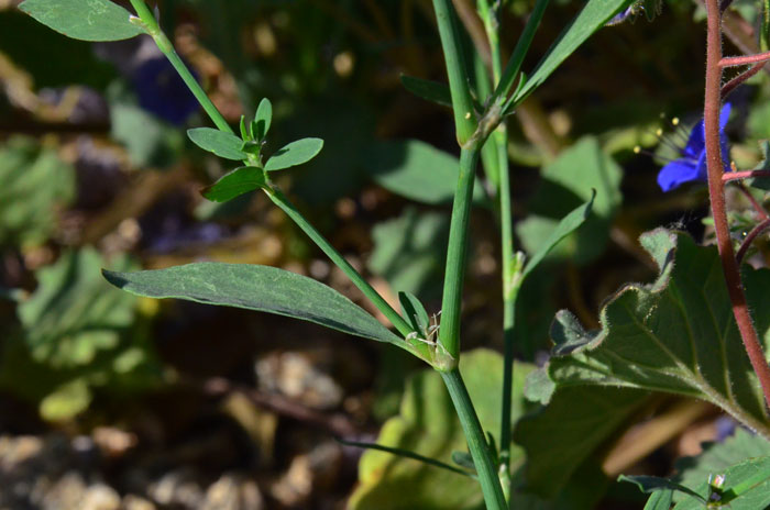 Polygonum argyrocoleon, Silversheath Knotweed